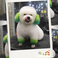 Dịch Vụ SPA - GROOMING