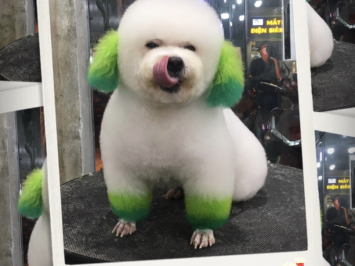 Dịch Vụ SPA - GROOMING