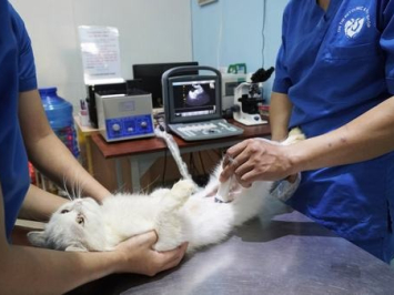 Chứng bí đái viêm xuất huyết tiết niệu ở mèo?